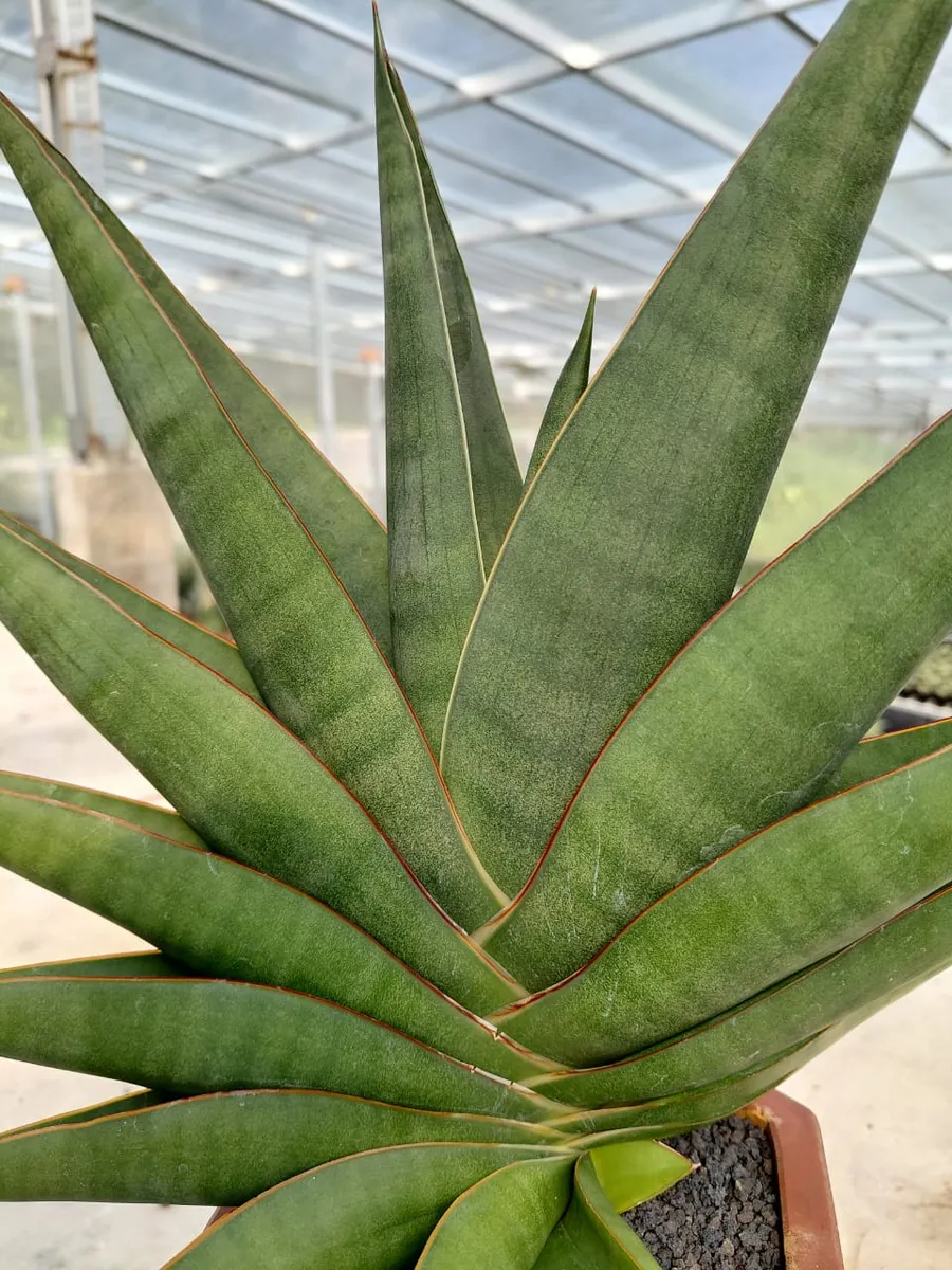 Detail Daun