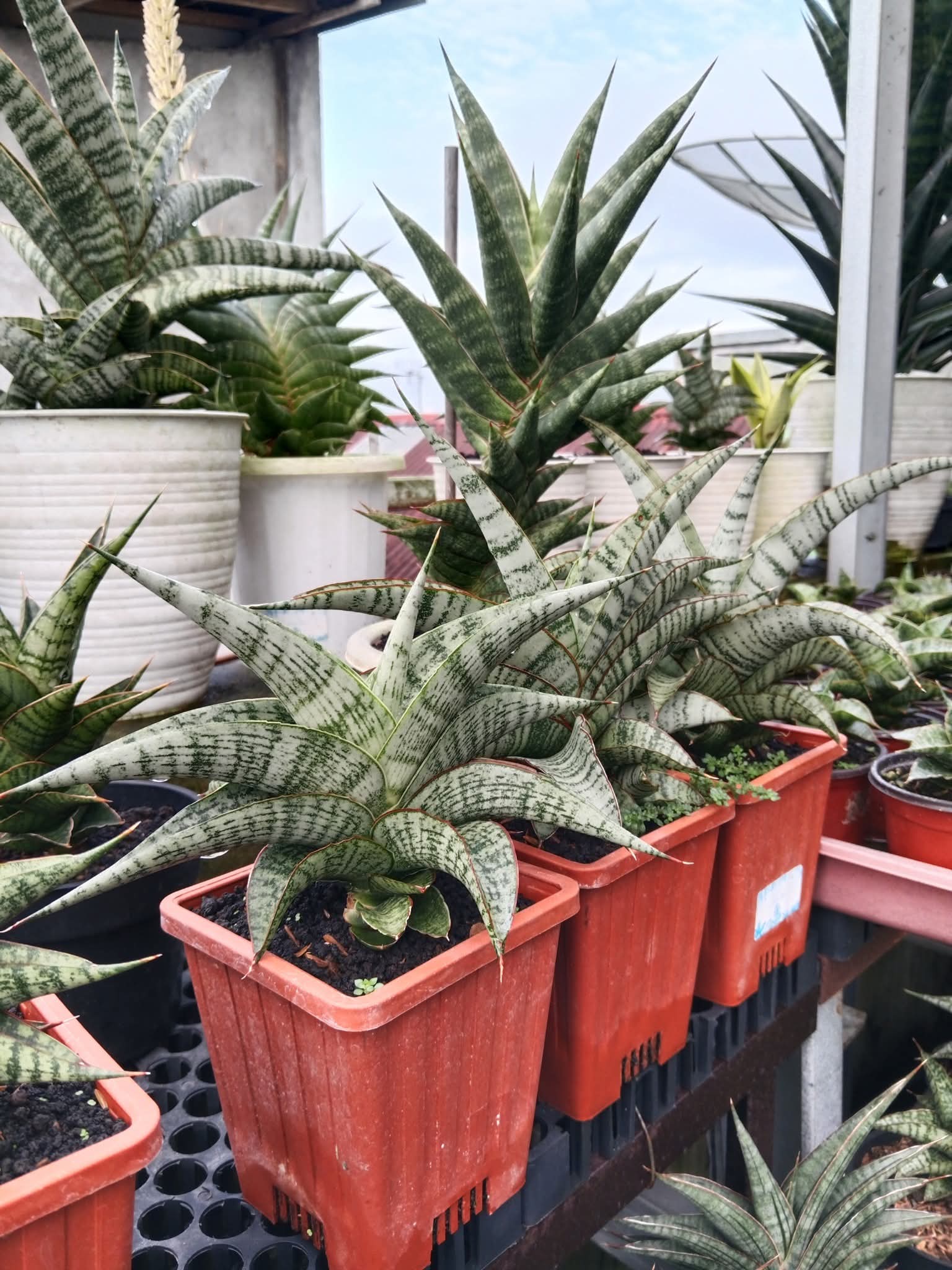 Pentingnya Sertifikasi Hybrid Sansevieria Indonesia